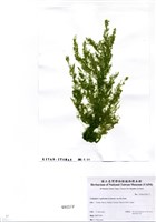 藏品(Cladophora vagabunda (Linnaeus) van den Heok)的圖片